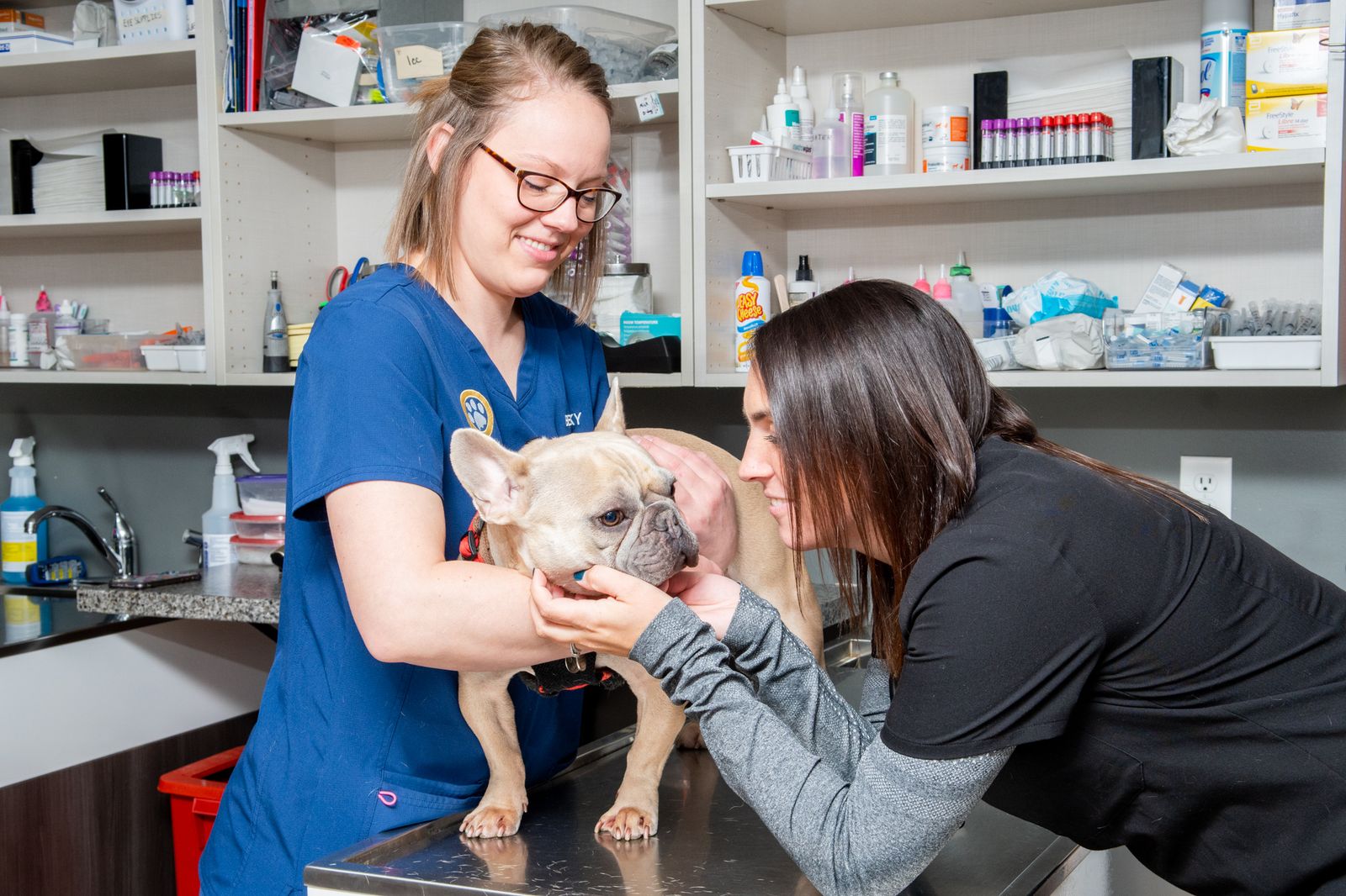 HighQuality Vet Hospital in Lowell, IN Lowell Animal Hospital